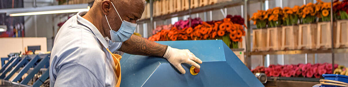 Factory worker wearing a face mask and gloves against coronavirus goes about his duties on a gerbera flower production line.