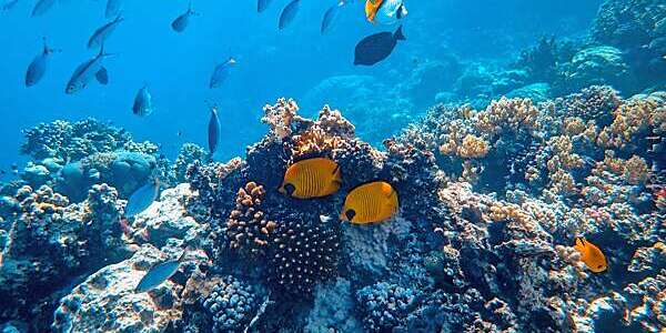 Underwater view of fish.